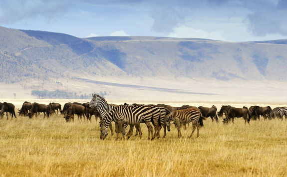 Zebra and wildebeest at Ngorongoro crater
