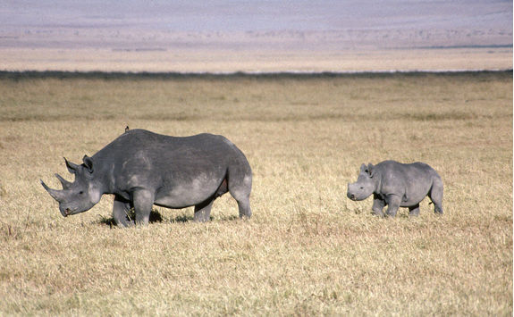 Black rhinoceros mother and baby