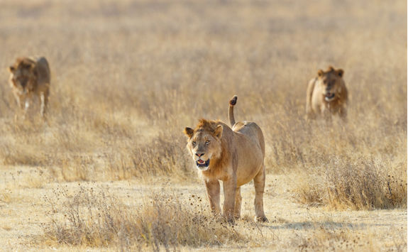 Lion pride stalking across Ngorongoro