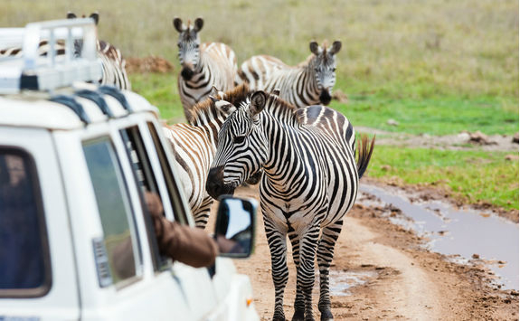 Zebras in Ngorongoro crater
