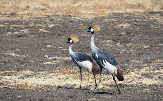 Grey crowned crane couple