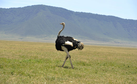 Ostrich walking in Ngorongoro crater