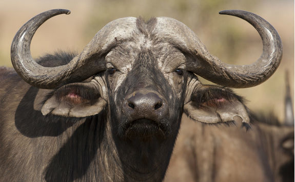 African buffalo close-up in Serengeti National Park