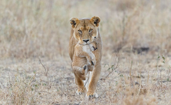Mother lion carrying cub in Serengeti National Park