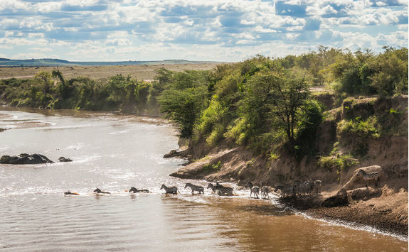 Zebras and wildebeest crossing the river during migration