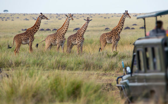 Giraffe family