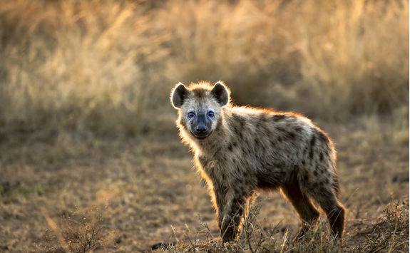 Hyena in Serengeti National Park