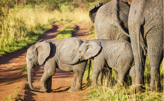 African bush elephant calves in Serengeti