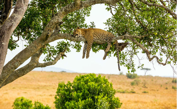 Leopard sleeping on a tree