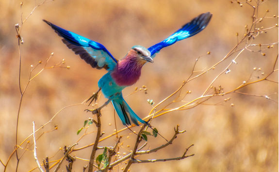 Lilac breasted roller