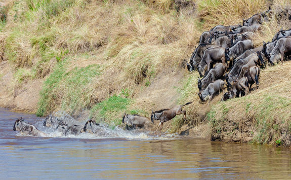 Wildebeest migration across the Mara river
