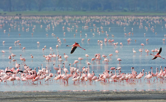 Flamingos at Lake Manyara