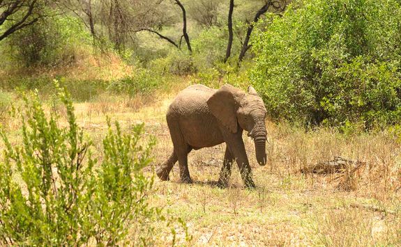 Lake Manyara elephant