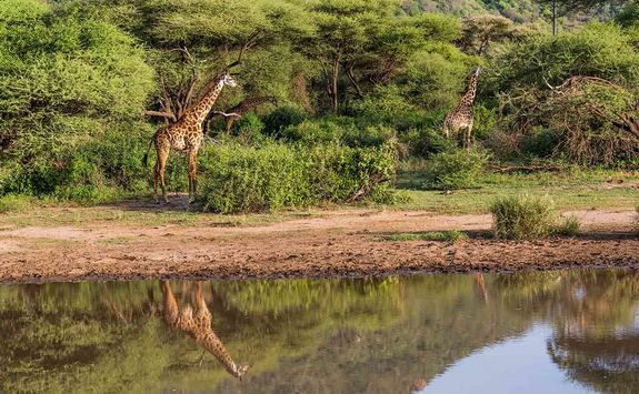 Giraffes by Lake Manyara