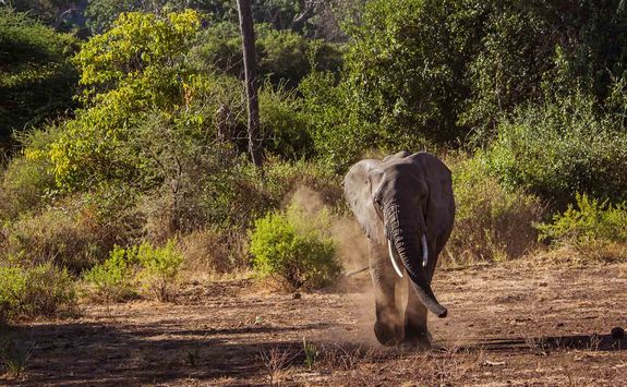 Elephant by Lake Manyara