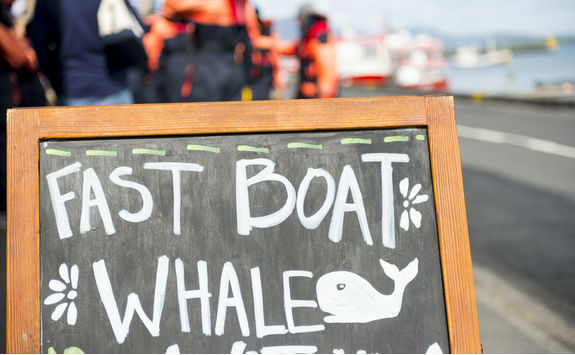 Board for whale watching in Reykjavik