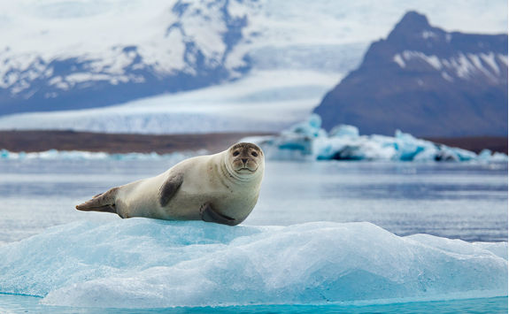 Seal on an iceberg