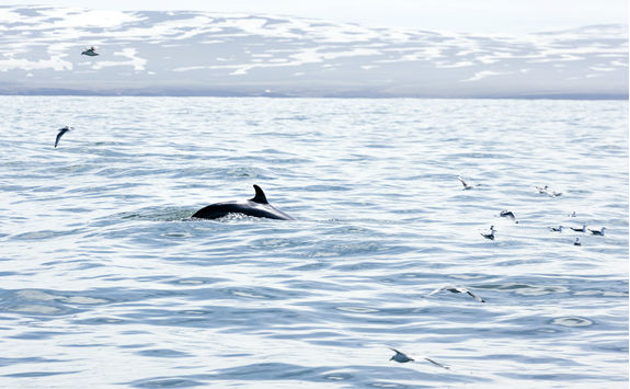 Whale watching on the arctic sea near Husavik