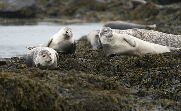 Seal colonie on Vatnsnes coast
