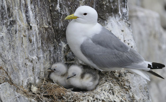 Black legged Kittiwake on the nest with babies