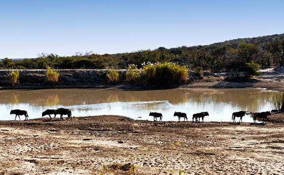 Wildebeest in Waterberg on the Limpopo province