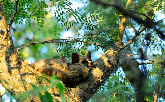 Bushbabies spleeping in a tree