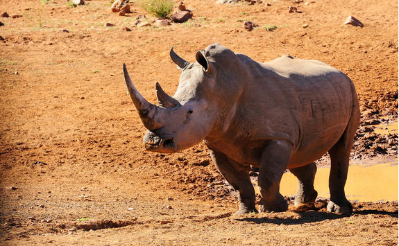 White rhinoceros in Marakele National Park