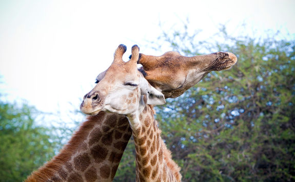 Giraffes bonding