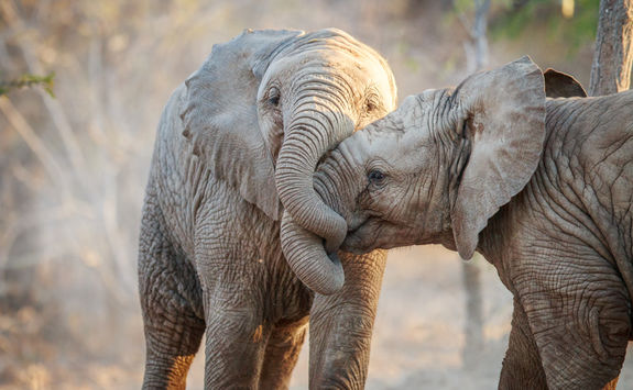 Playful elephants