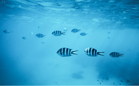 Tropical fishes
