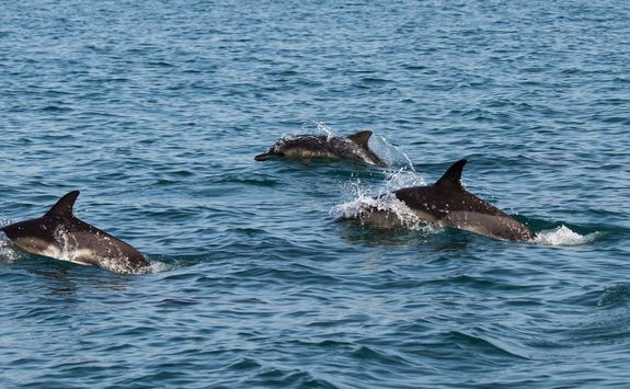 Dolphins in Mozambique