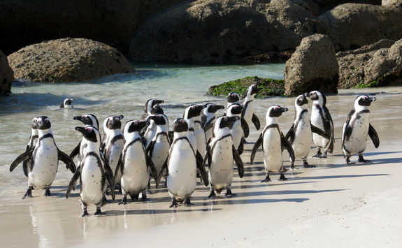 Penguins Walking on Beach