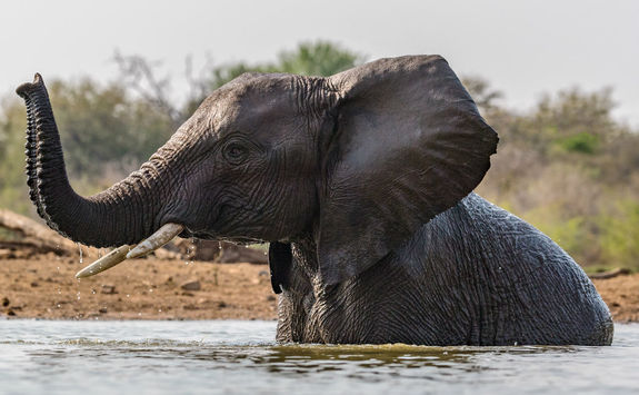 Elephant in Water