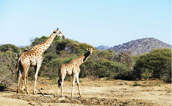 Two Giraffes