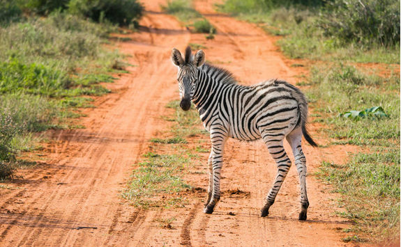 Zebra in Wild