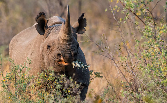 Black Rhino Eating