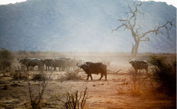 Group of Buffalos