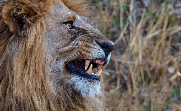 Side View of a Lion