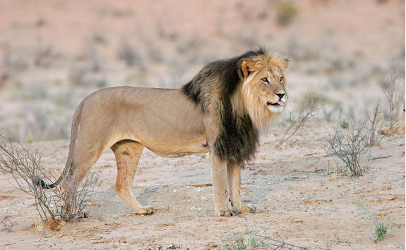 Black Maned Lion