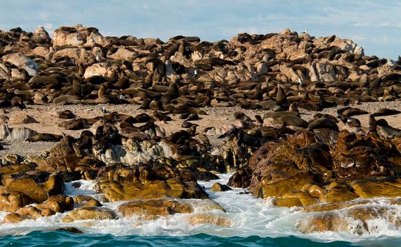 Cape Fur Seals Grootbos