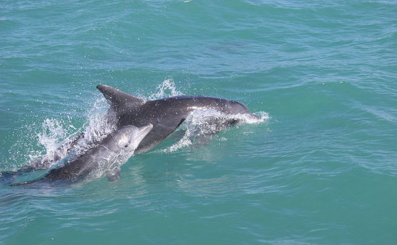 Dolphins