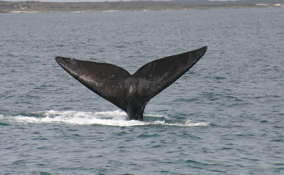Southern Right Whale tail