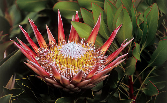 Grootbos protea