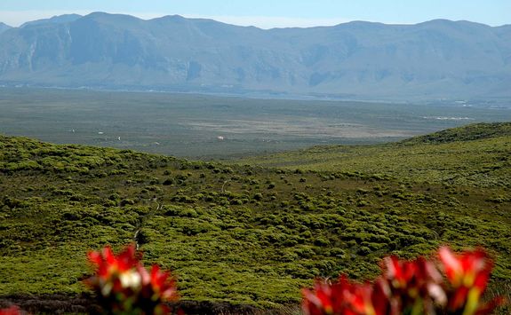 Grootbos view