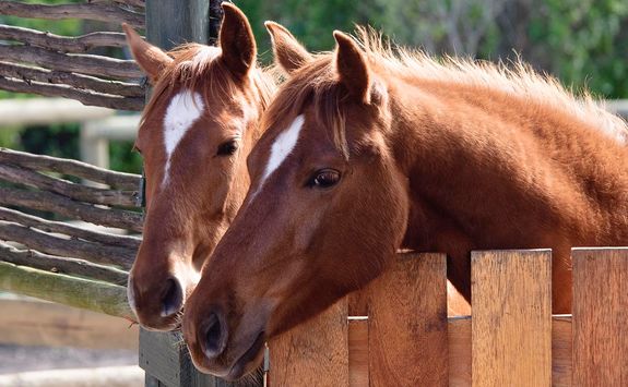 Grootbos horses