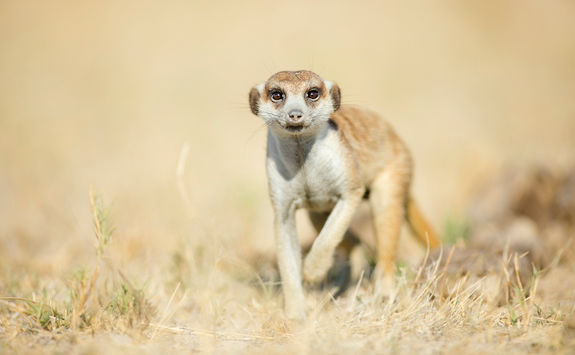 Meerkat close up