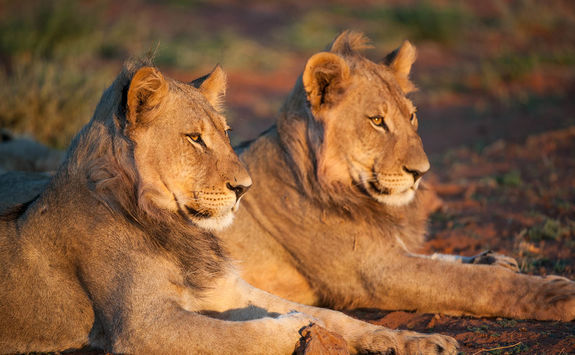 Tswalu lions