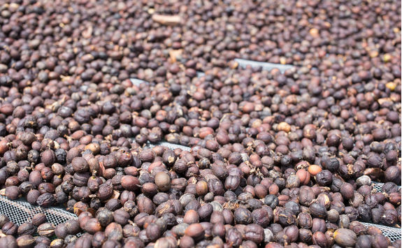 Arabica Beans from Bolaven Plateau