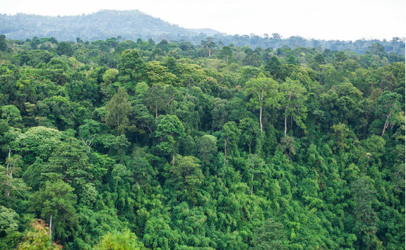 Bolaven Plateau
