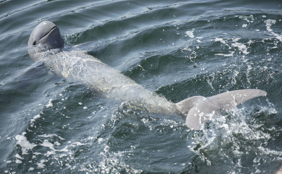 Irrawaddy Dolphin